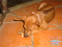 /album/th%c6%b0-vi%e1%bb%87n-h%c3%acnh-%e1%ba%a3nh%3a-trang-ch%e1%bb%a7/cho-phu-quoc-sieukhuyen-vn-0059-jpg1/