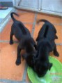 chó con 3 thang tuổi giá 3tr